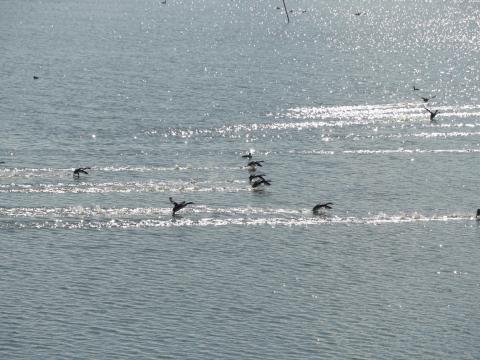 カンムリカイツブリ