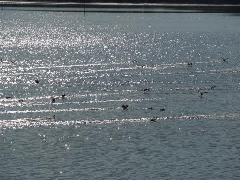 カンムリカイツブリ