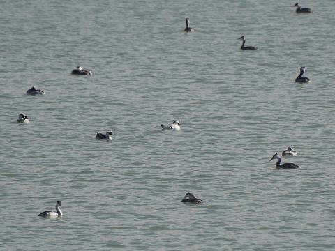 ミコアイサ、カンムリカイツブリ