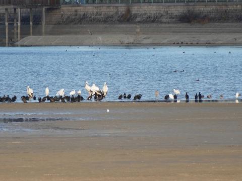 コウノトリとヘラサギ