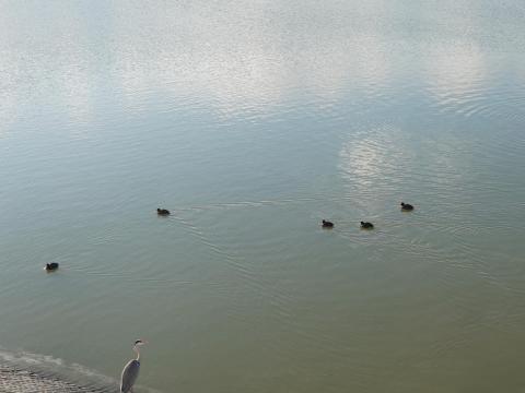 アオサギとオオバン