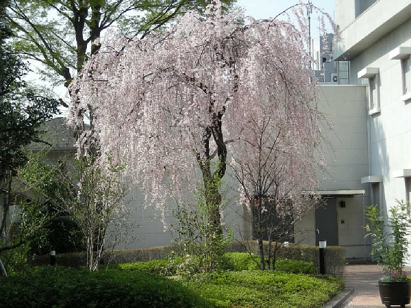 野間記念館のさくら
