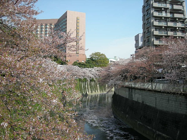 神田川のさくら