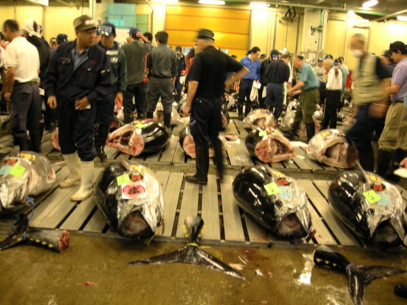 マグロのセリ マグロのセリ